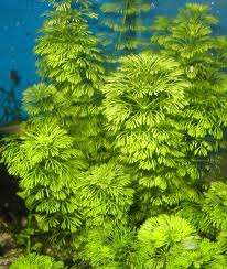 Limnophila heterophylla